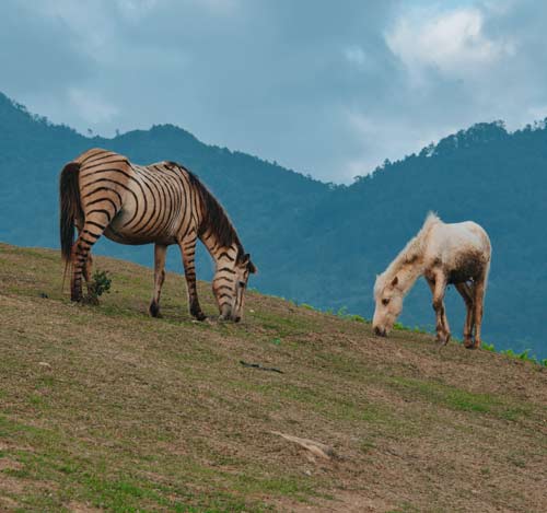 Delay in the diagnostic process of rare diseases- lack of knowledge or lacking method?